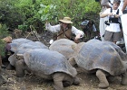 Moving the extras  Giant Tortoise